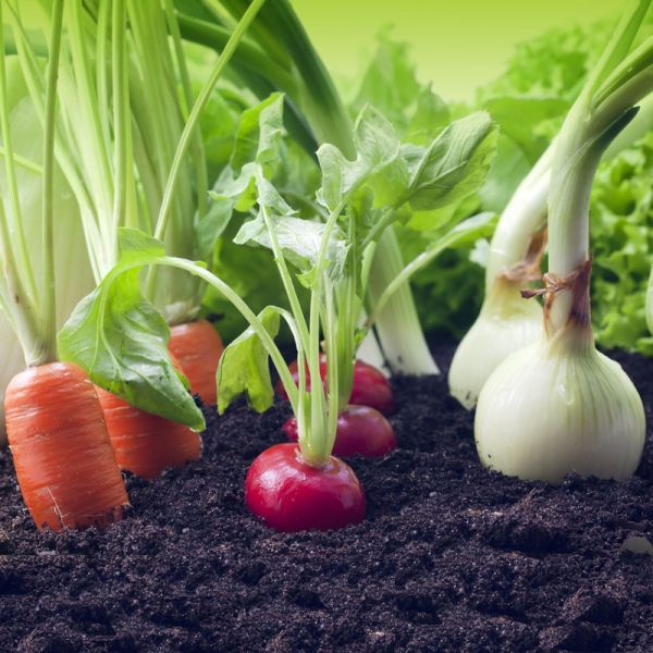 jardinage-bio-les-plantes-compagnes.jpg