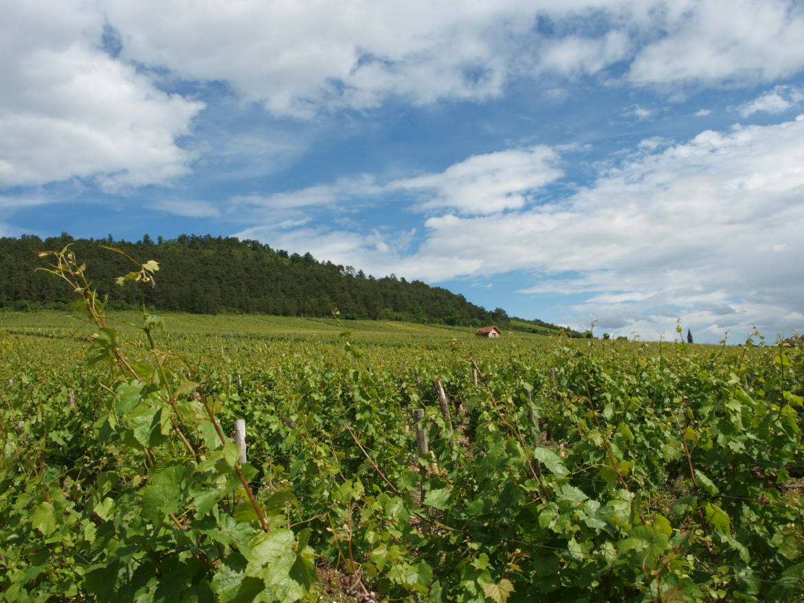 vignes.jpg