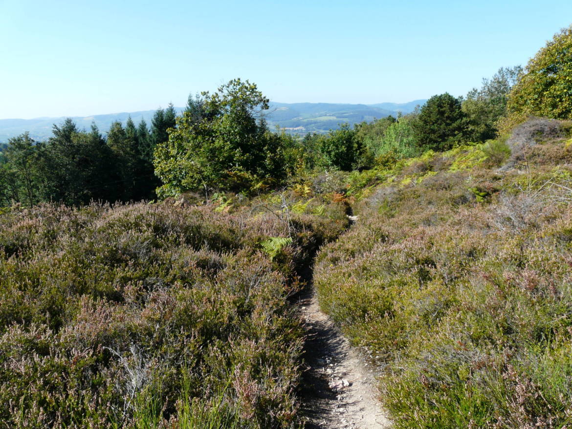 lande-de-nancelle.jpg