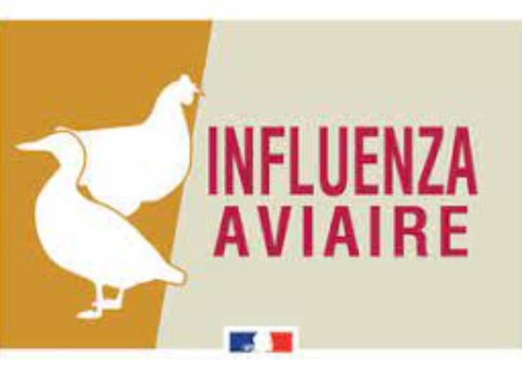 Foyer d’influenza aviaire