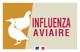 Foyer d’influenza aviaire