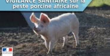 Vigilance peste porcine africaine