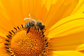 abeille.jpg