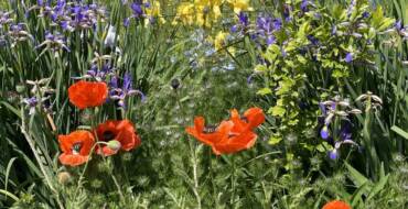 🌼Comité de fleurissement🌼
