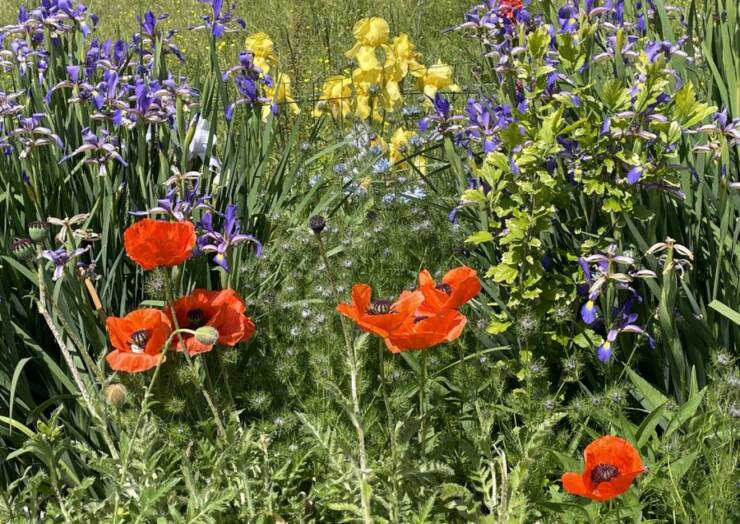 🌼Comité de fleurissement🌼