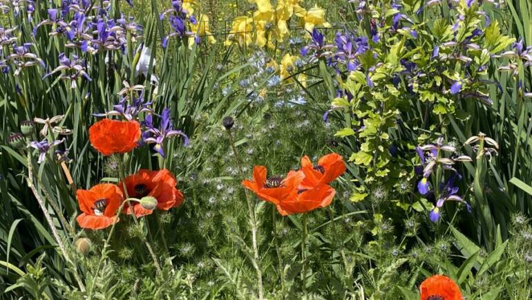🌼Comité de fleurissement🌼