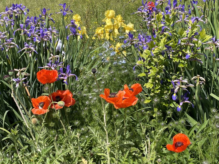 🌼Comité de fleurissement🌼