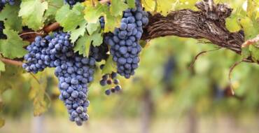 Cité des climats et vins de Bourgogne