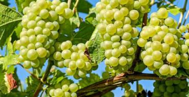 Immersion au cœur des vendanges