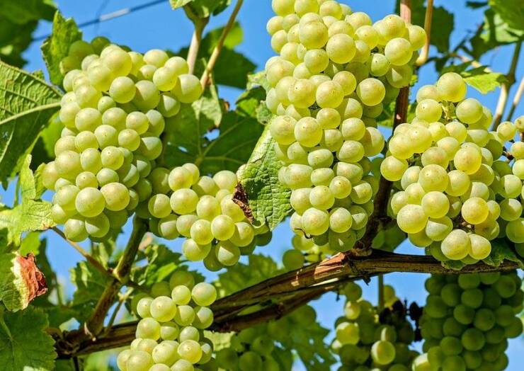 Immersion au cœur des vendanges