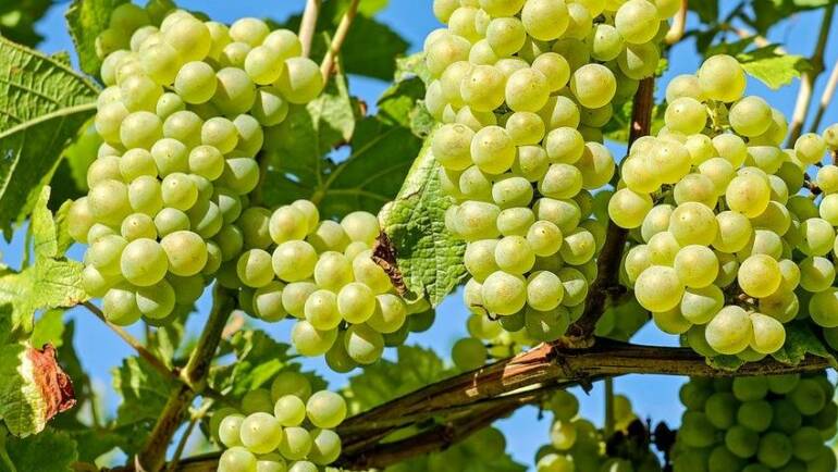 Immersion au cœur des vendanges